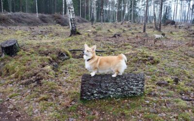 Ile jest km z Soliny do Polańczyka i jak wygląda ta trasa?