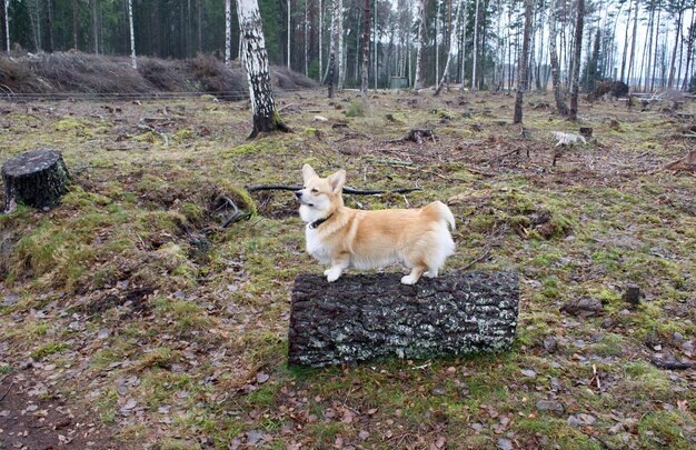 Ile jest km z Soliny do Polańczyka i jak wygląda ta trasa?